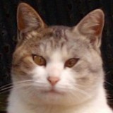 モトケイ