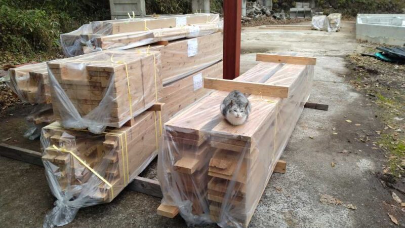 プレカット材と猫