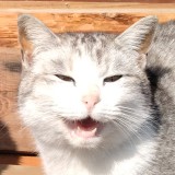 業者さん